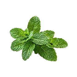 Recette menthe