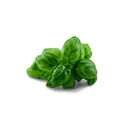 Basilic