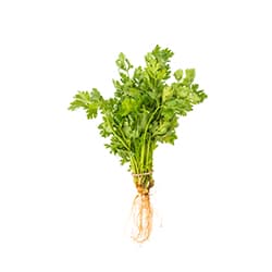 Coriandre